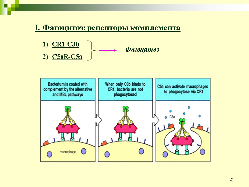 21 CR1-C3b C5aR-C5a Фагоцитоз I. Фагоцитоз: рецепторы комплемента